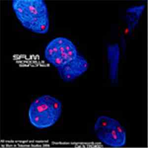 Sfum - Microcells Structures