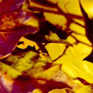 Adam Pacione - Still Life No. 12 : The Harmony Of Reflected Light