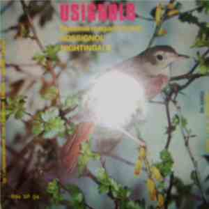 No Artist - Usignolo (Luscinia megarhyncha)