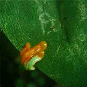 Phyllomedusa - Rainforests Are Only Pretty On The Outside