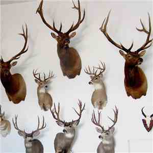 Raamma - Taxidermy
