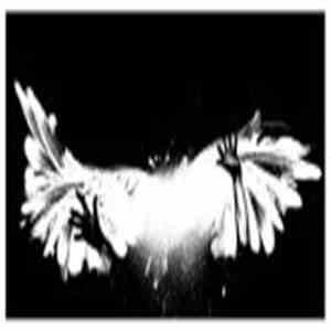 Panacea  - Under Blackened Sky