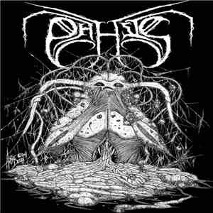 Phthisis  - Phthisis