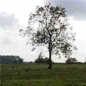 Second Thought  - Purlieu