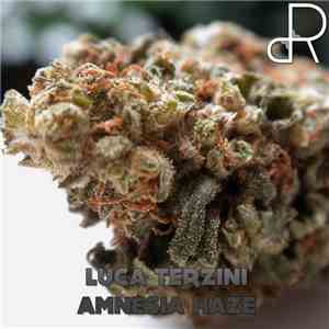 Luca Terzini - Amnesia Haze