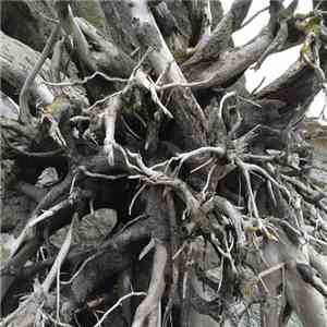 Lands Of Conifer - Demos [2013-2014]