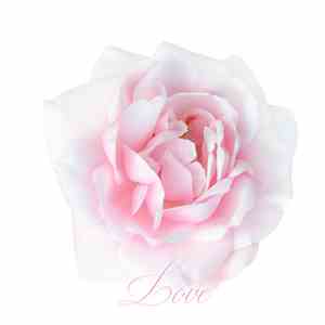 Muscle And Marrow - Love