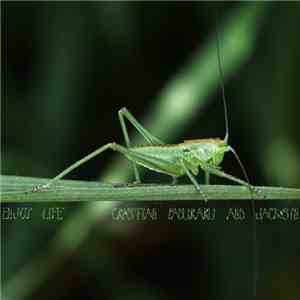 Cristian Paduraru - Enjoy Life