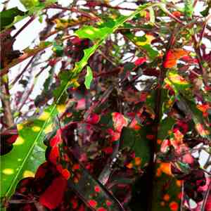 Anne Guthrie - Codiaeum Variegatum