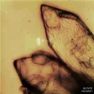 Mutate  - Interstitial I