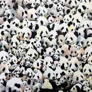 Death Sentence: Panda! - Puppy, Kitty, Or Both