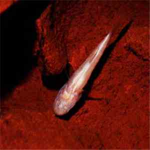 Midwich - Polyps