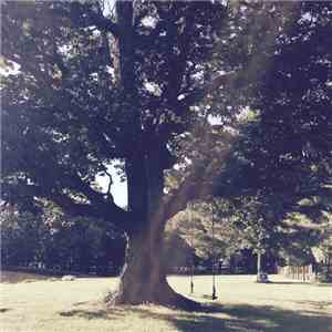 Ross Hammond - Acoustic Sanctuary Project: Under The Sawtooth Oak