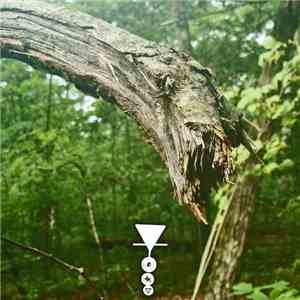 Phyllomedusa - The Opykec's Heap