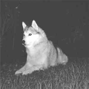 Googoon Gang Bang - Le Chien Qui Cause