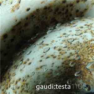 Gaudi : Testa - Gaudi:Testa 1105