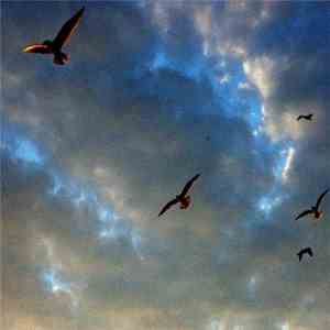 Boxenstien - Flock