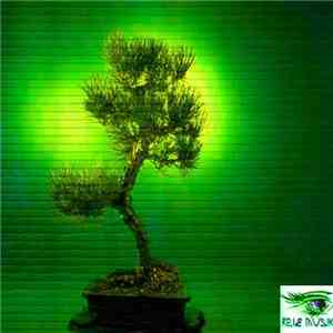 Luca Cariglia - Bonsai