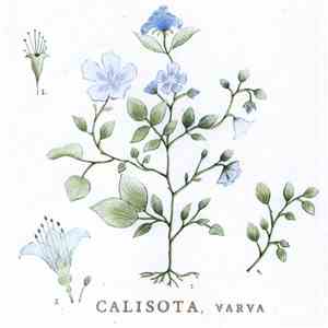 Calisota - Varva