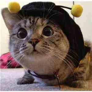 Blue Blue Baby Cat - Blue Blue Oh Baby Cat
