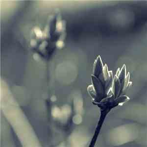 Alex Humann - Dawn