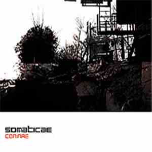 Somaticae - Coninae