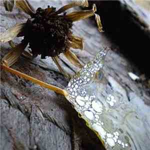 In The Jaws Of A Dandy Lion - Bass Of The Mushroom