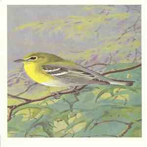 No Artist - Yellow-Throated Vireo