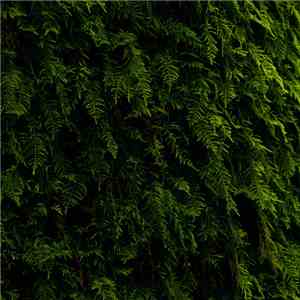 Various - Wandering II Compilation