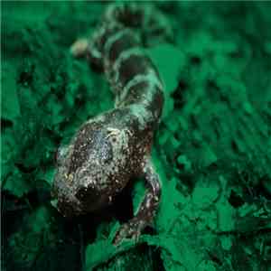 Macrophagous Gilled Larvae - Marbles