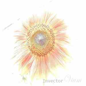 Invector - VIUM 2006
