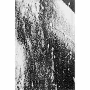 Architeuthis Rex - Foam