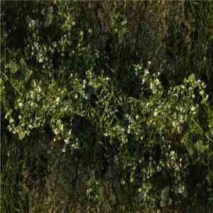 Njiijn - Field Recordings 3